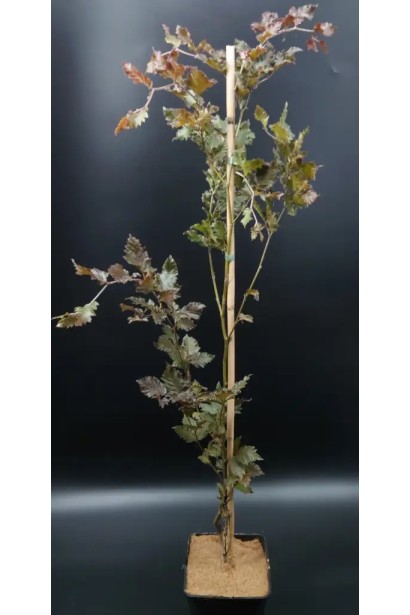 Бук Рохан Обеліск в горщику Р9